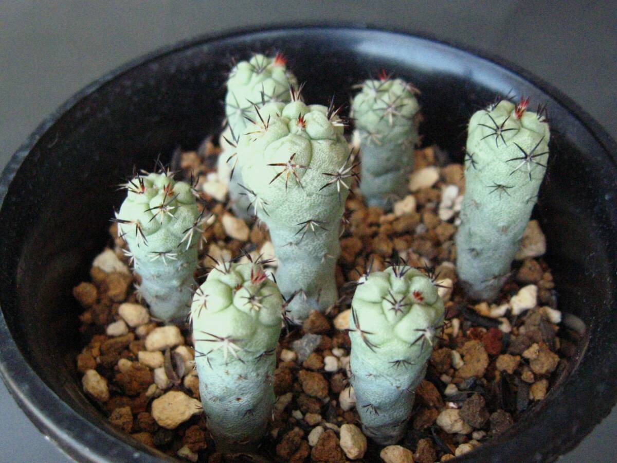 Yahoo!オークション -「サボテン マクドガリー」の落札相場