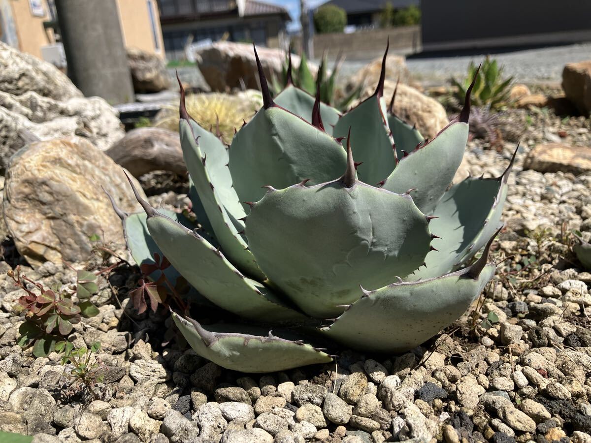 Yahoo!オークション -「アガベ パリー トランカータ」の落札相場