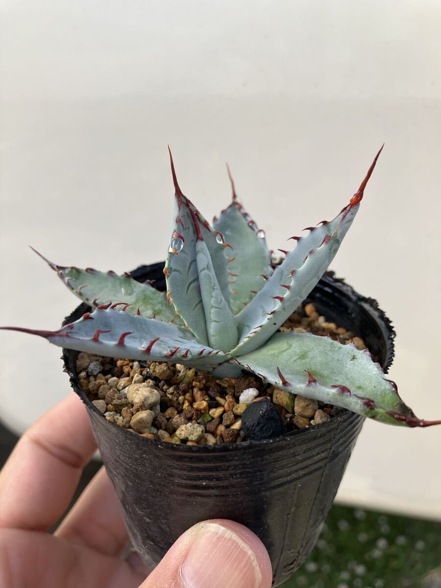 大好評！！アガベ☆希少品種15点セット☆ 2025年最新】アガベ(Agave)のおすすめ商品 - Yahoo!オークション