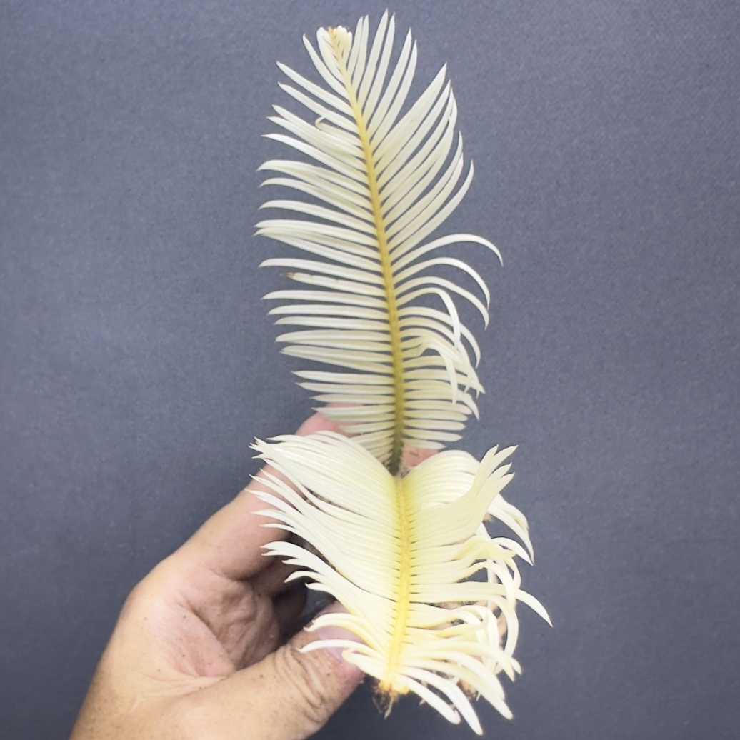 ［希少・２色］黄金ソテツ［A-36］ 希少・2色］黄金ソテツ［A-36］ - メルカリ