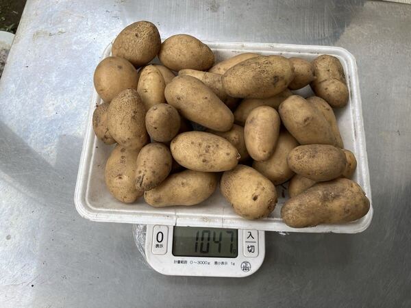 じゃがいも メイクイン小玉1kg 静岡伊豆産 家庭菜園 無農薬