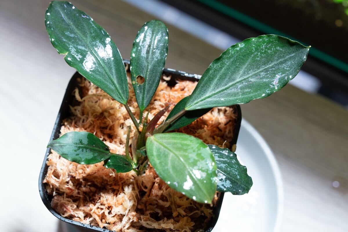 水草 Buce sp.\"Upper pearl midnight blue\" Bucephalandra Midnight Blue - Buce Plant For Sale