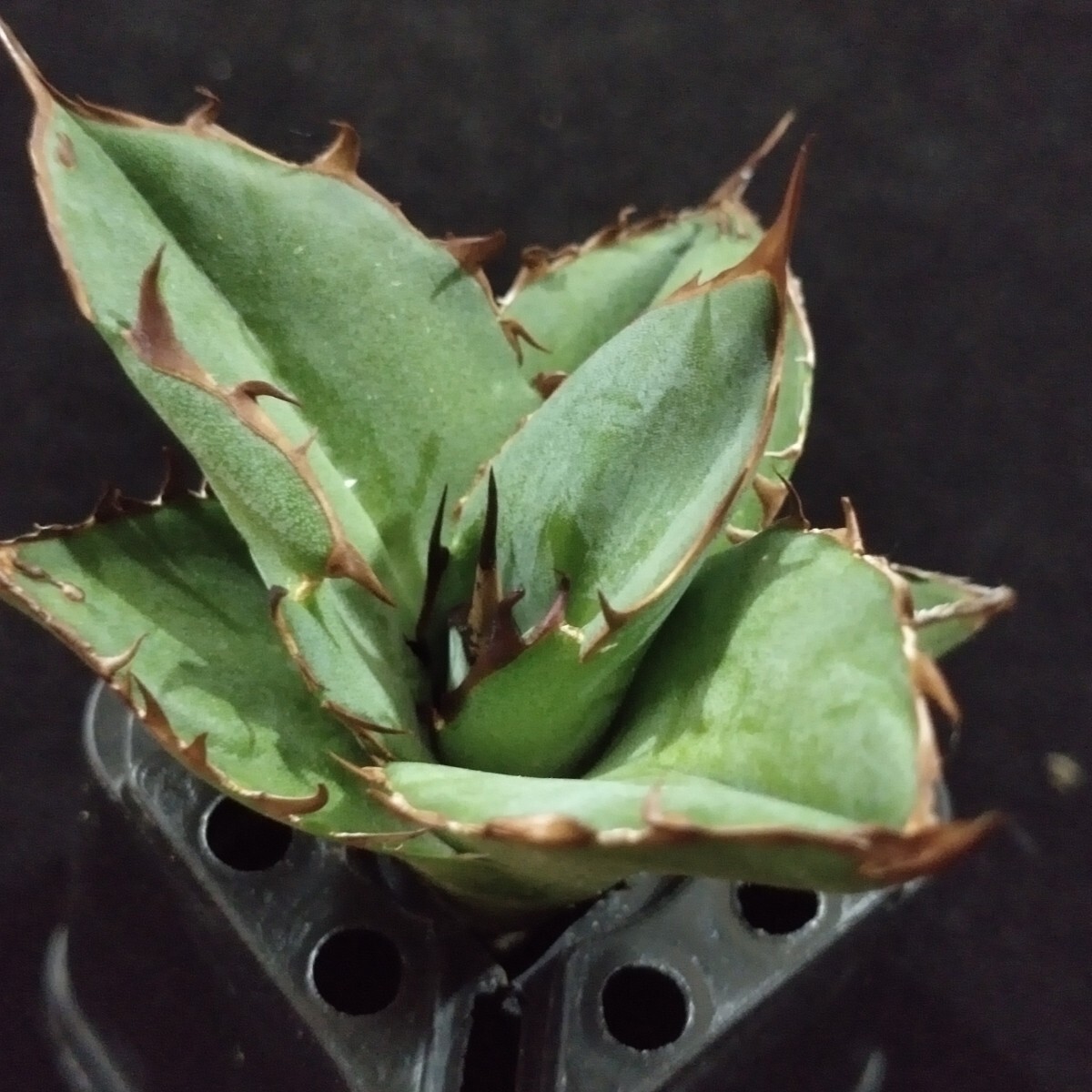 アガベ　甲部白鯨 アガベ チタノタ ''甲部白鯨