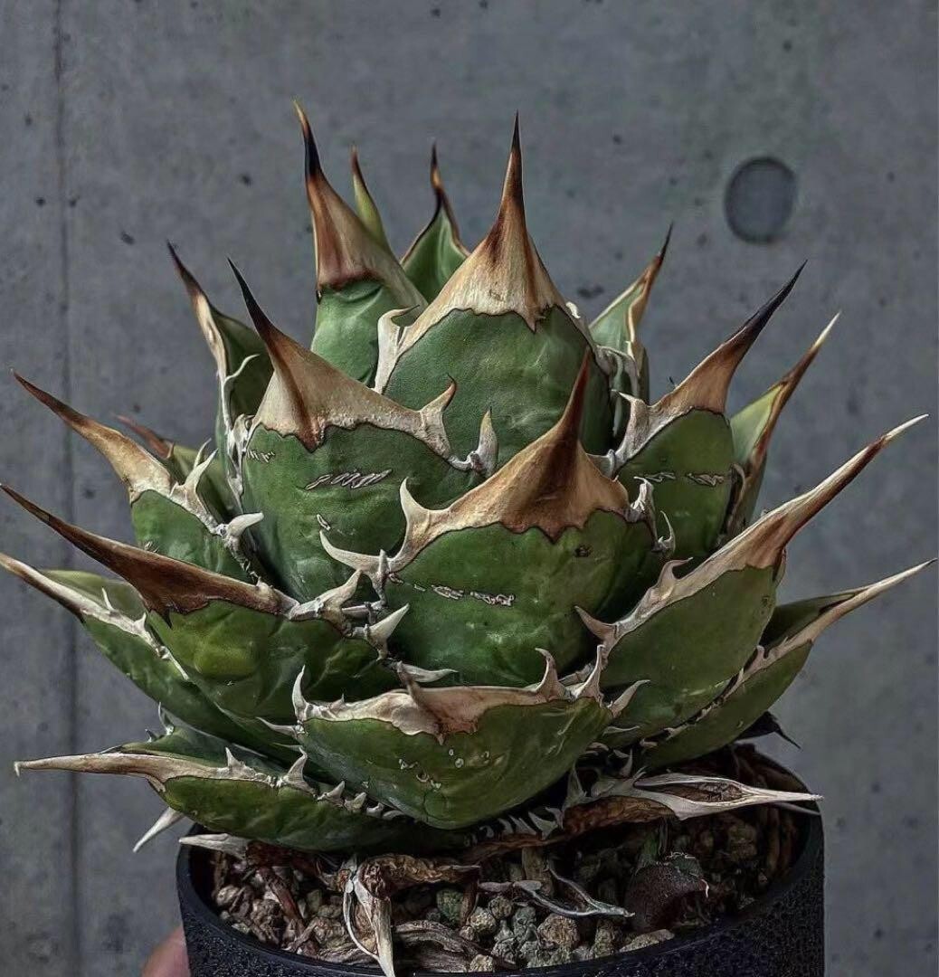 2025年最新】アガベ(Agave)のおすすめ商品 - Yahoo!オークション