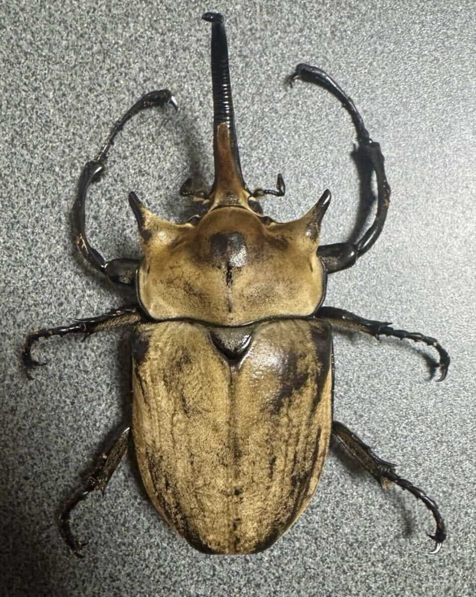 【エレファスゾウカブト】エレファス標本 昆虫　オス２匹セット 2025年最新】エレファスゾウカブト 標本の人気アイテム - メルカリ
