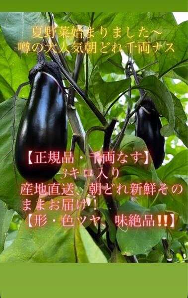 【朝どれ夏野菜】甘くてジュ〜シ〜千両なす3kg !!激安直送!!