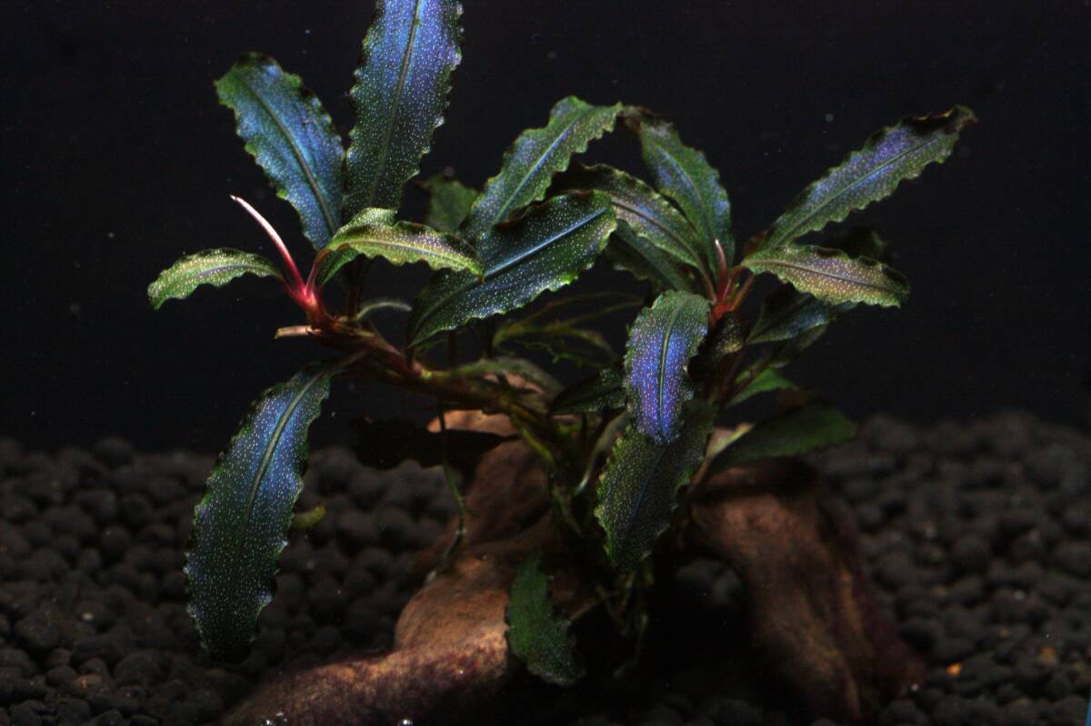 2025年最新】Yahoo!オークション -ブセファランドラ sp.の中古品