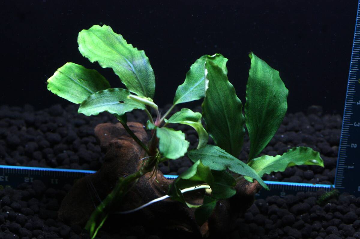 ブセファンドラ　　流木付き ブセファンドラ 流木付き