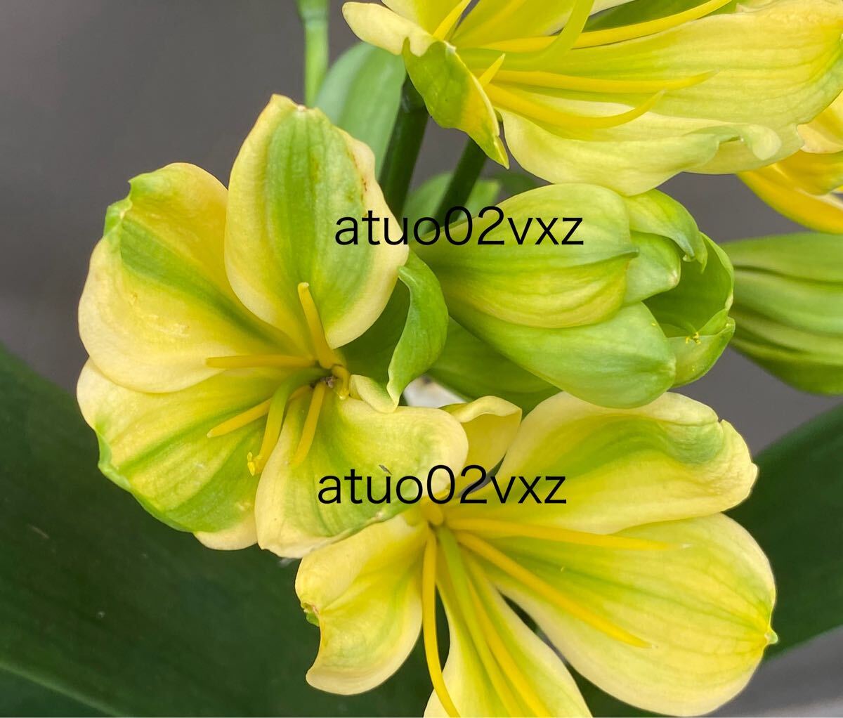 ★君子蘭★ ジム・ピーチ×黄（Ｆ） Yahoo!オークション -「君子蘭 白」(花、園芸) の落札相場・落札価格