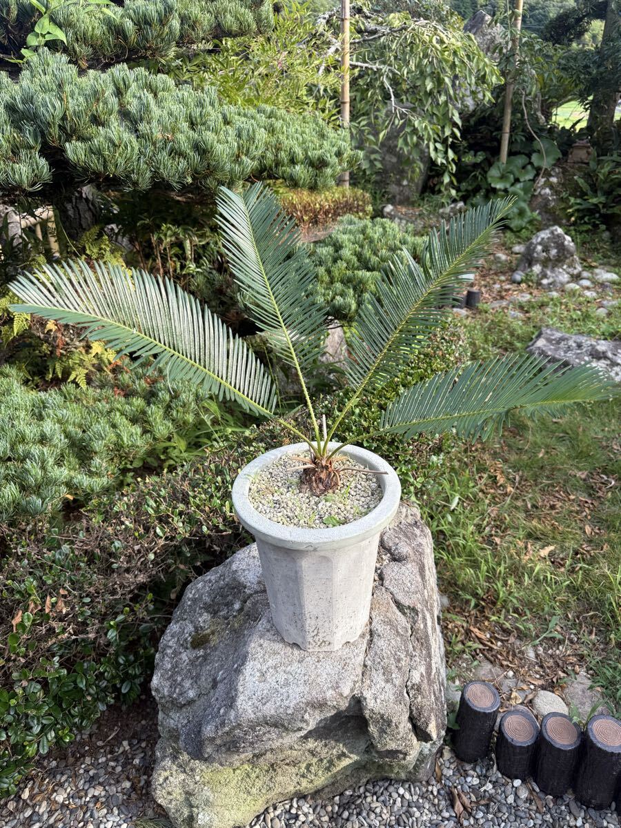 Yahoo!オークション -「タイシルバー ソテツ」の落札相場・落札価格