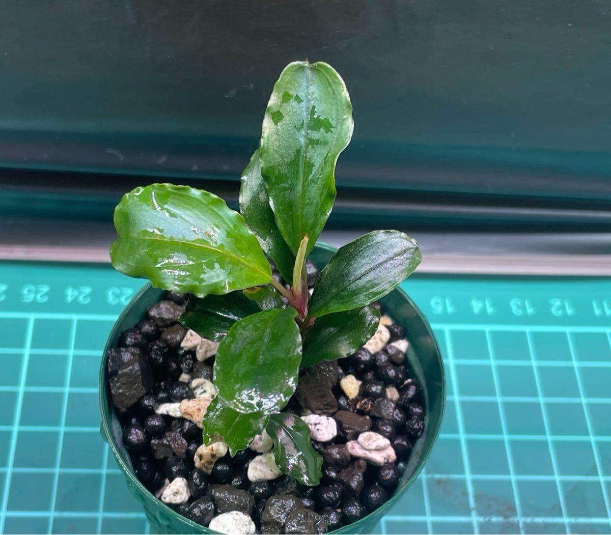 ブセファランドラsp.ベリンダエ 価格の安いブセファランドラsp.ベリンダエ / アクア＆ペット