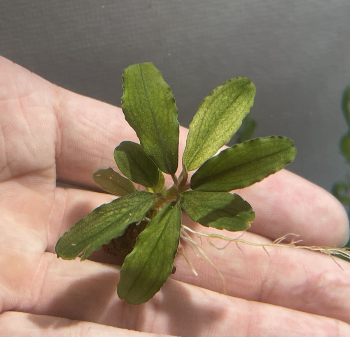 Yahoo!オークション -「ブセファランドラ」(水草) (魚、水草)の