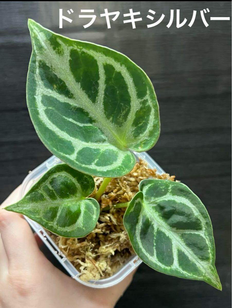 2025年最新】Yahoo!オークション -アンスリウム 観葉植物(その他