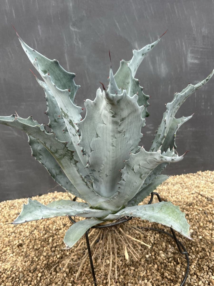 Yahoo!オークション -「ファンキー」(アガベ) (観葉植物)の落札