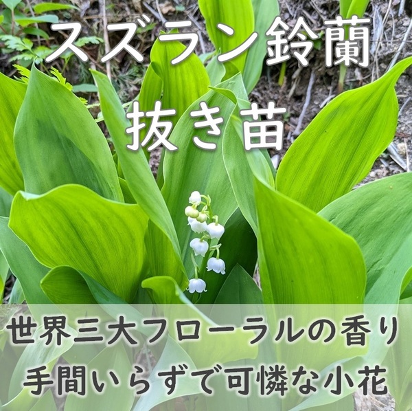 送料無料◆すずらんの根付き苗 1株(1芽) 抜き苗 スズラン 世界三大フローラルの香り 鈴欄 耐寒性◎ 耐陰性 園芸 ガーデニング