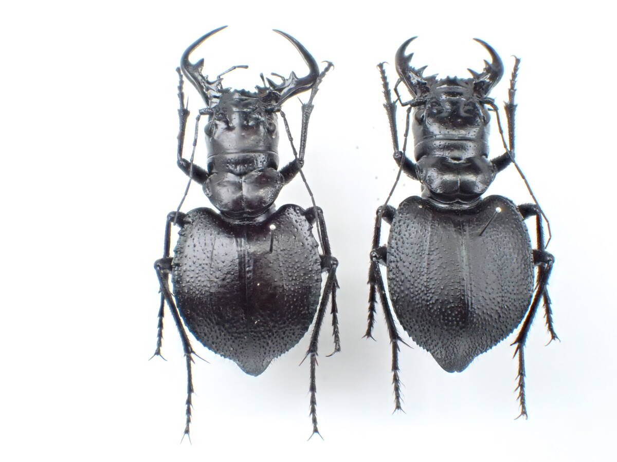 Yahoo!オークション -「オオエンマハンミョウ」(その他) (虫類)の落札