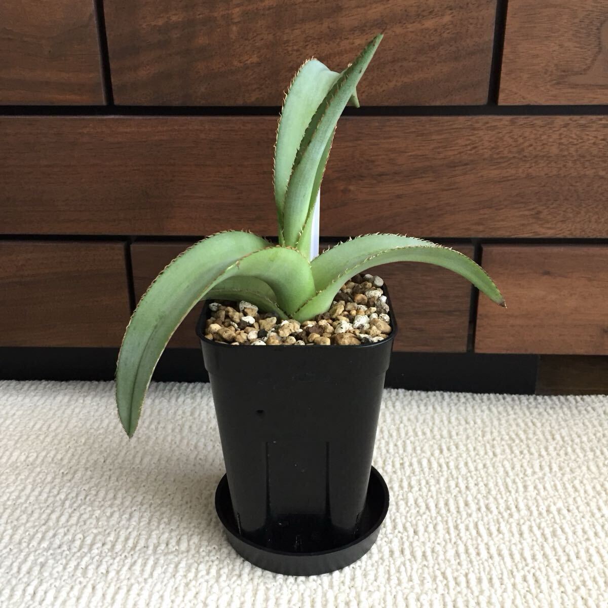 2025年最新】Yahoo!オークション -アガベシャークの中古品・新品