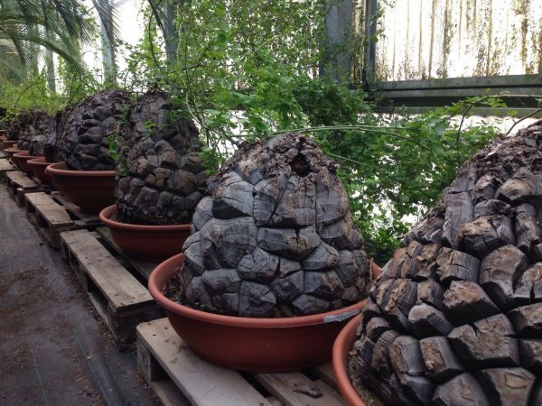 『大株ワイルド亀甲龍』 Yahoo!オークション -「亀甲竜」(花、園芸) の落札相場・落札価格