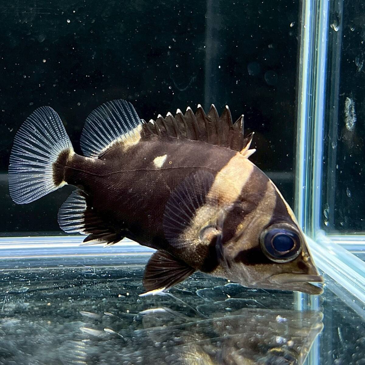 ダトニオプラスワン30cmフィギュア リアルバンド アクアリウム 綺麗な塗装 ダトニオリアルバンド - アジアアロワナ・アクリル水槽・淡水