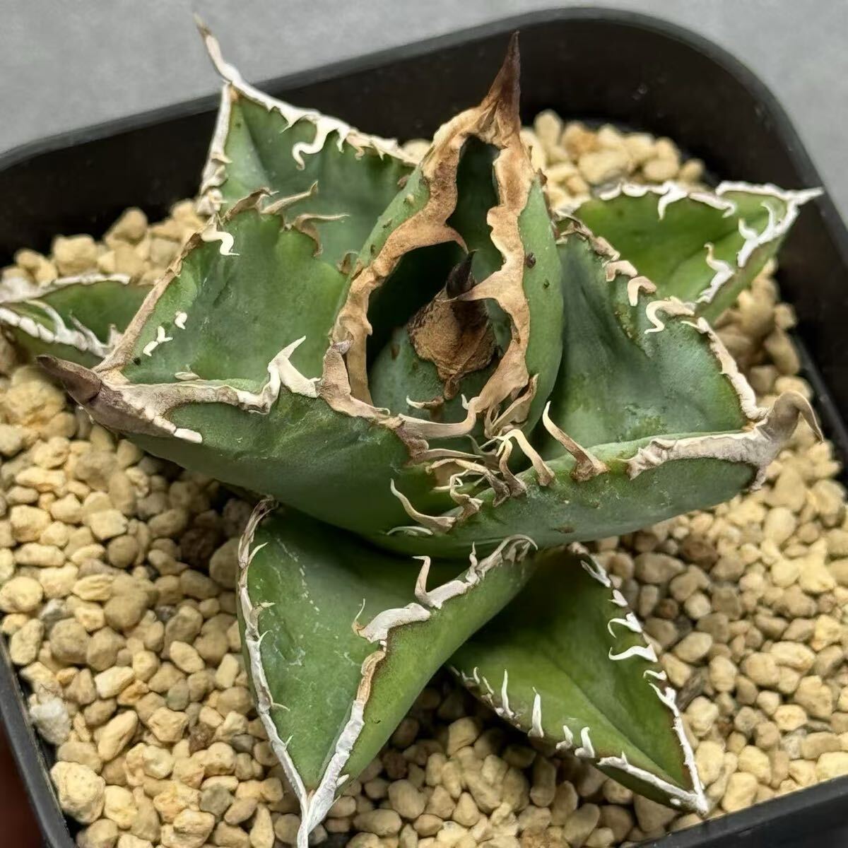 Yahoo!オークション -「アガベ チタノタ ブツブツ」の落札相場