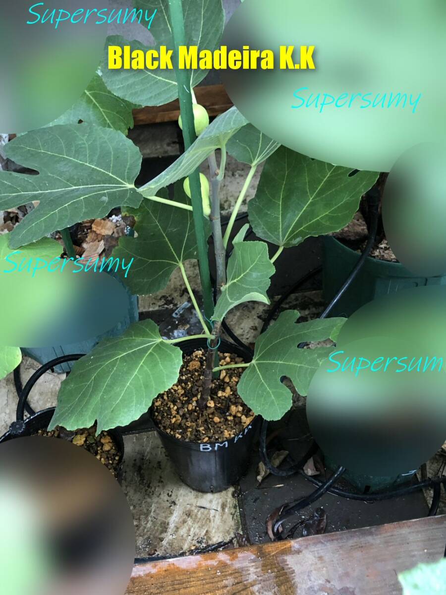 Yahoo!オークション -「イチジク 苗 ブラックマデイラ」の落札