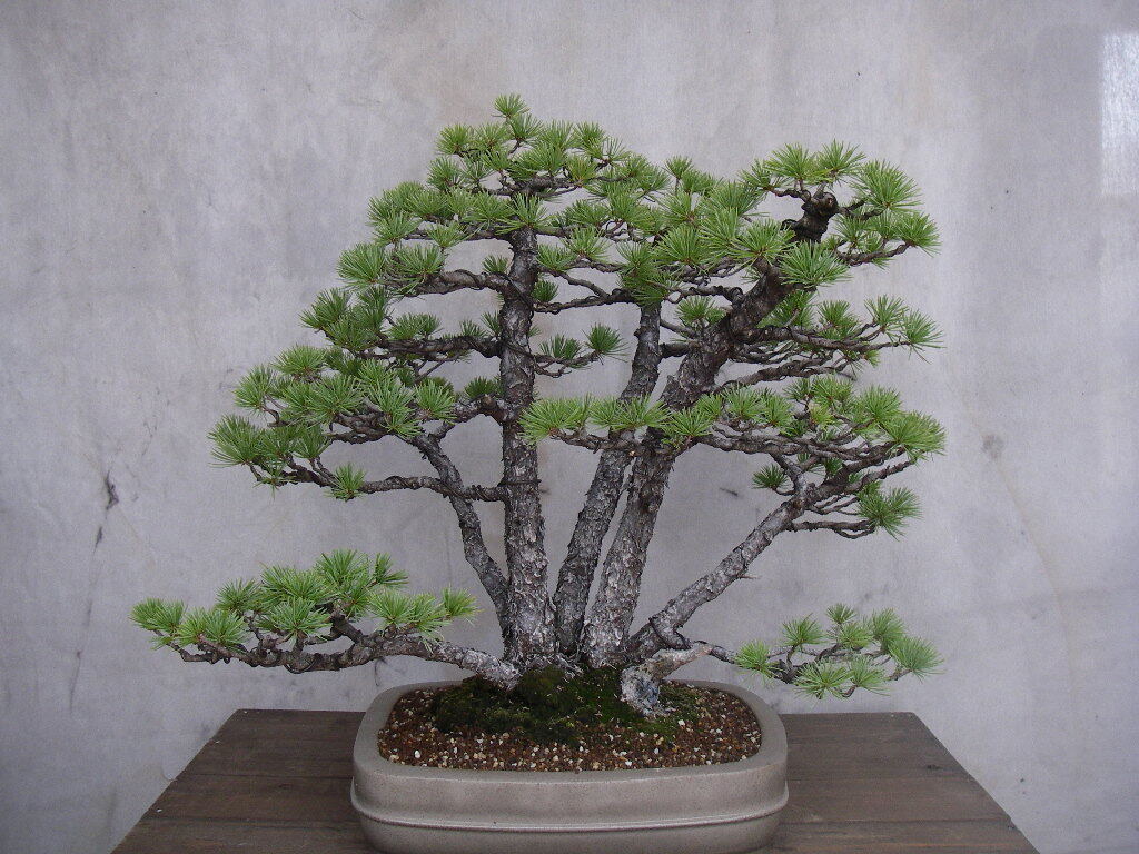 五葉松（かなり持ち込み古い株立ち品） 五葉松（かなり持ち込み古い株立ち品） 五葉松盆栽！