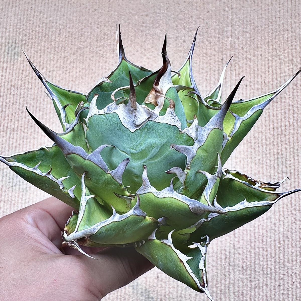 や*ん様 アガベ ハデス　台湾コレクション極小美株 アガベ ハデス 台湾コレクション極小美株 アガベ
