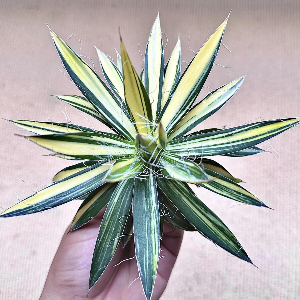 Yahoo!オークション -「糊斑」(アガベ) (観葉植物)の落札相場