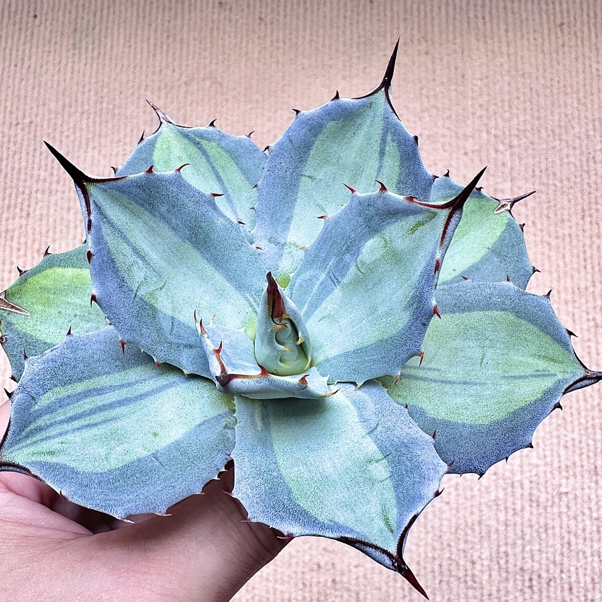 Yahoo!オークション -「アガベ パリー ホーチエンシス」(花、園芸) の