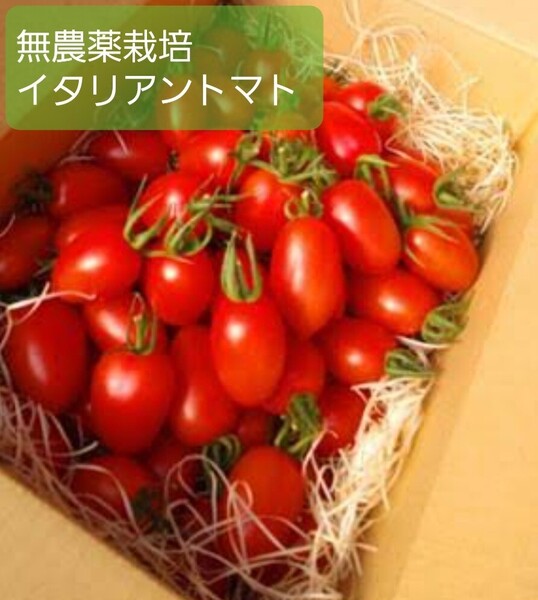 《イタリアントマト 農薬不使用 約1kg 採れたて 配送先限定 本州限定 トマト 野菜》