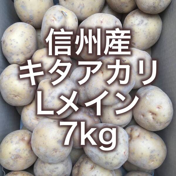 【信州産】キタアカリ 7kg超 箱込 Lメイン 新じゃがいも 0806#1