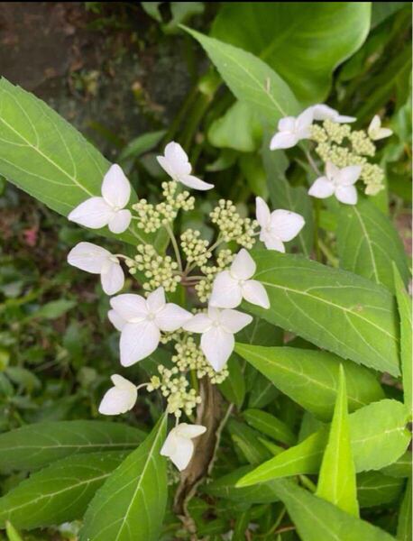 天城甘茶 山紫陽花 挿し木1苗にクレナイの挿し穂1本つけます。 甘茶