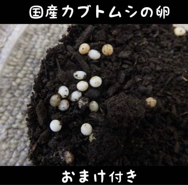 国産 カブトムシ 卵 5個 おまけ付き 卵 〜 幼虫 タマゴ 夏休み 自由研究 国産カブトムシ