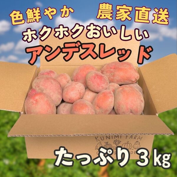 アンデスレッド たっぷり3㎏ 甘くてホクホクおいしいじゃがいも 農家直送 土付き