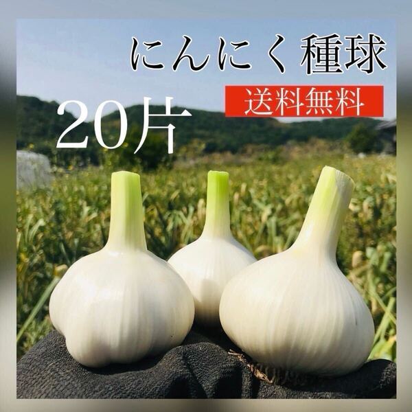 【ニンニク種球】20片【野菜】【種】【にんにく】【87store】簡単家庭菜園♪いちごのコンパニオンプランツにおすすめ!