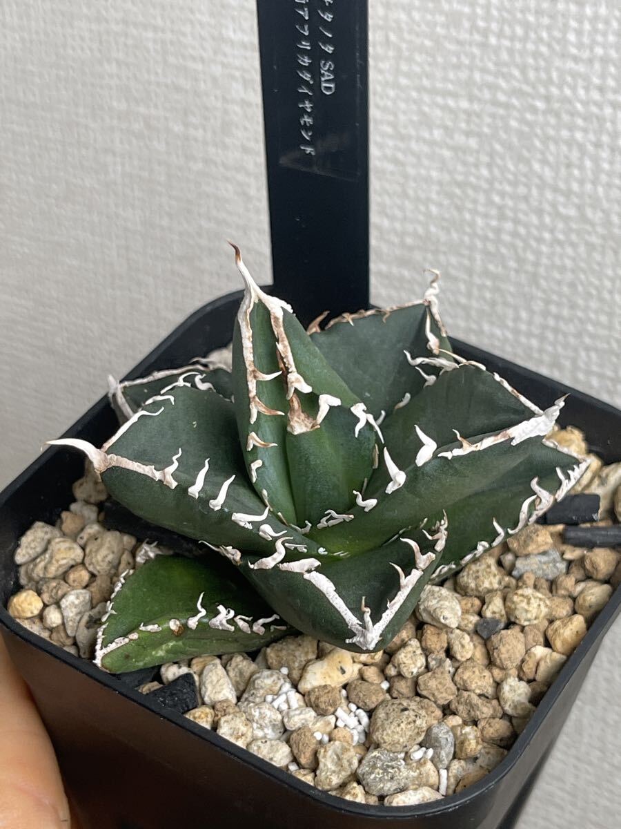 コレクション子株　アガベ　チタノタ　オテロイ　SAD 南アフリカダイヤモンド ☆特価☆SAD錦☆ ④アガベ チタノタ SAD錦 南アフリカ