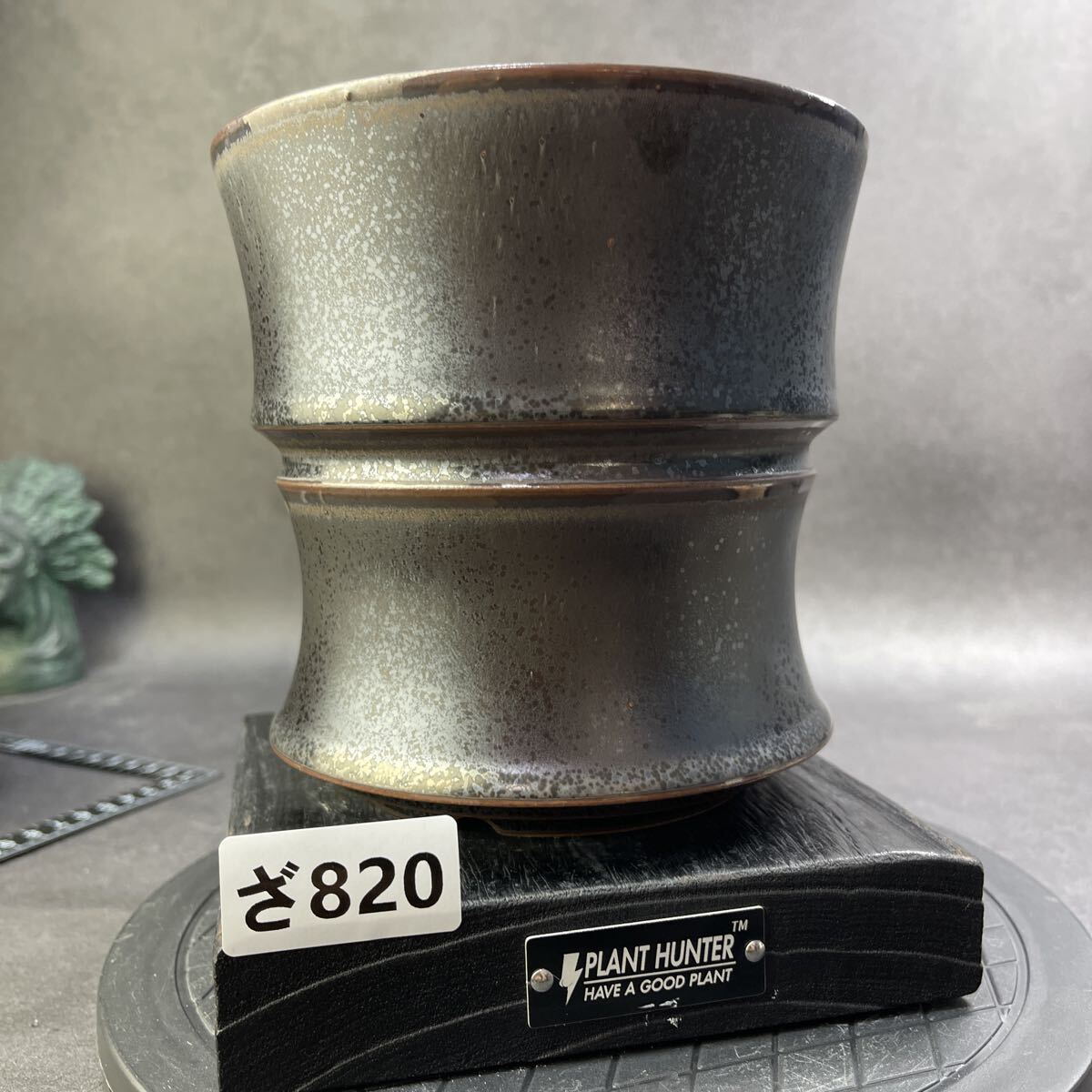 Yahoo!オークション -「亀甲竜」(花、園芸) の落札相場・落札価格