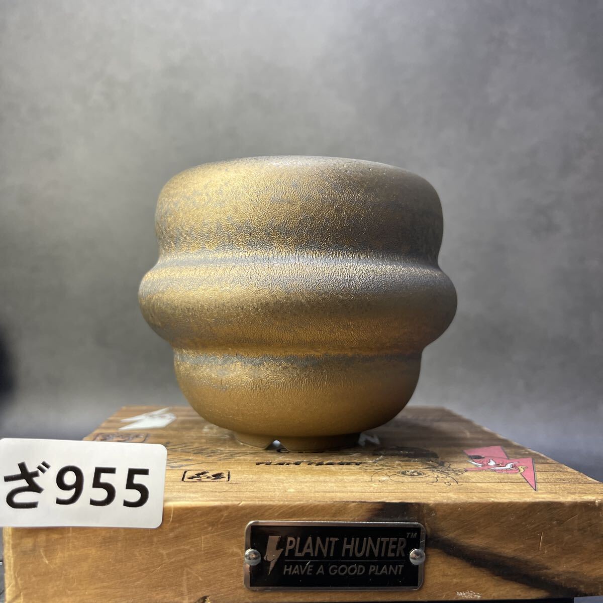 Yahoo!オークション -「亀甲竜」(花、園芸) の落札相場・落札価格