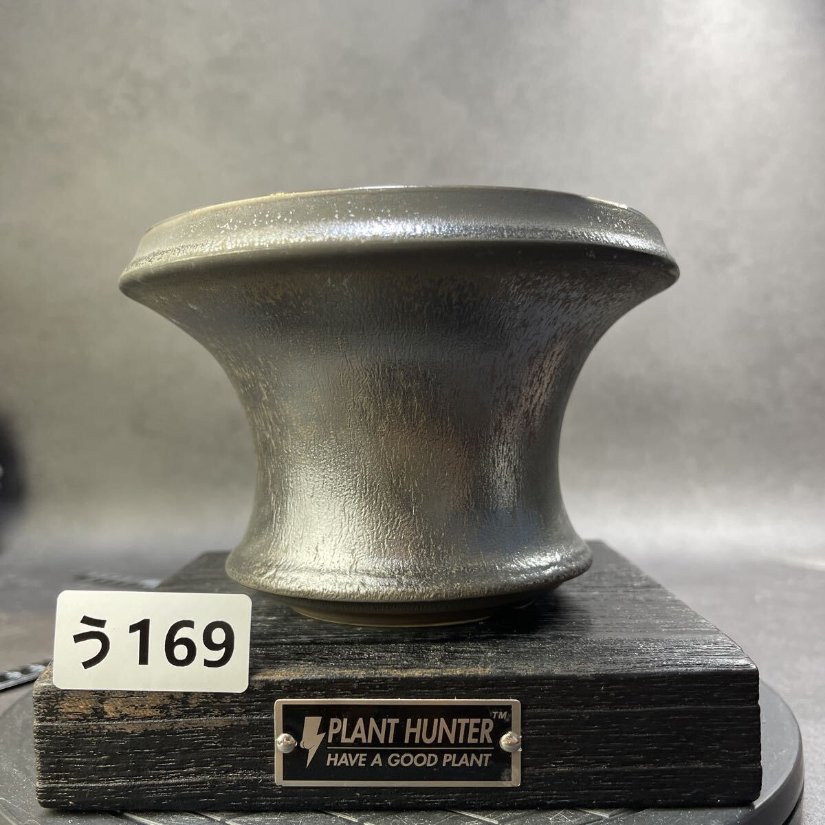 『大株ワイルド亀甲龍』 Yahoo!オークション -「亀甲竜」(花、園芸) の落札相場・落札価格