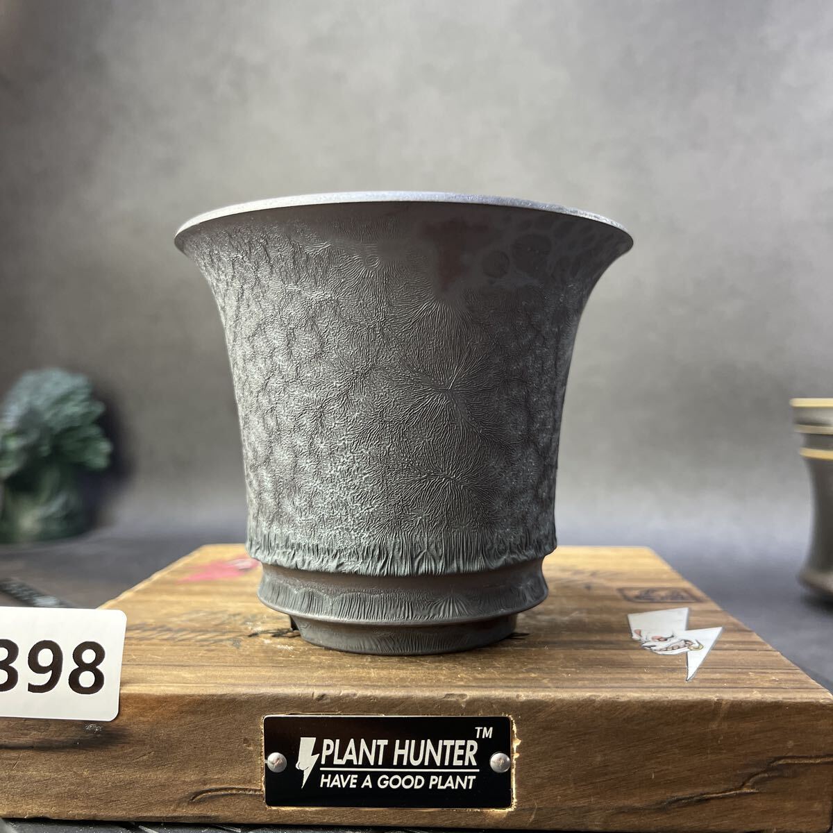 Yahoo!オークション -「亀甲竜」(花、園芸) の落札相場・落札価格