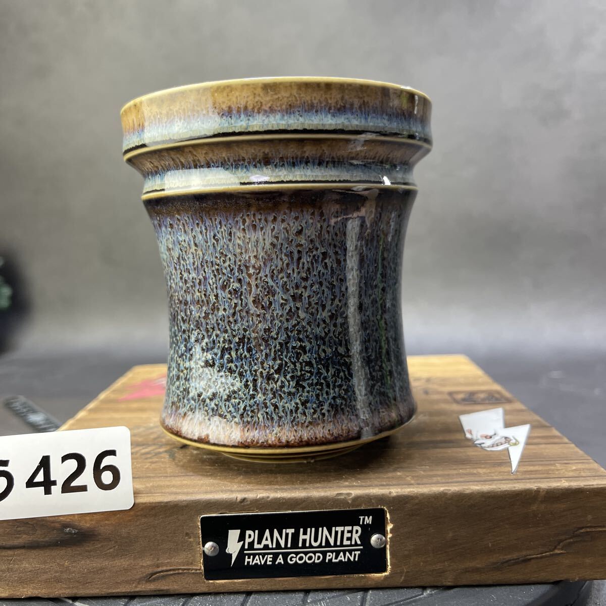 『大株ワイルド亀甲龍』 Yahoo!オークション -「亀甲竜」(花、園芸) の落札相場・落札価格