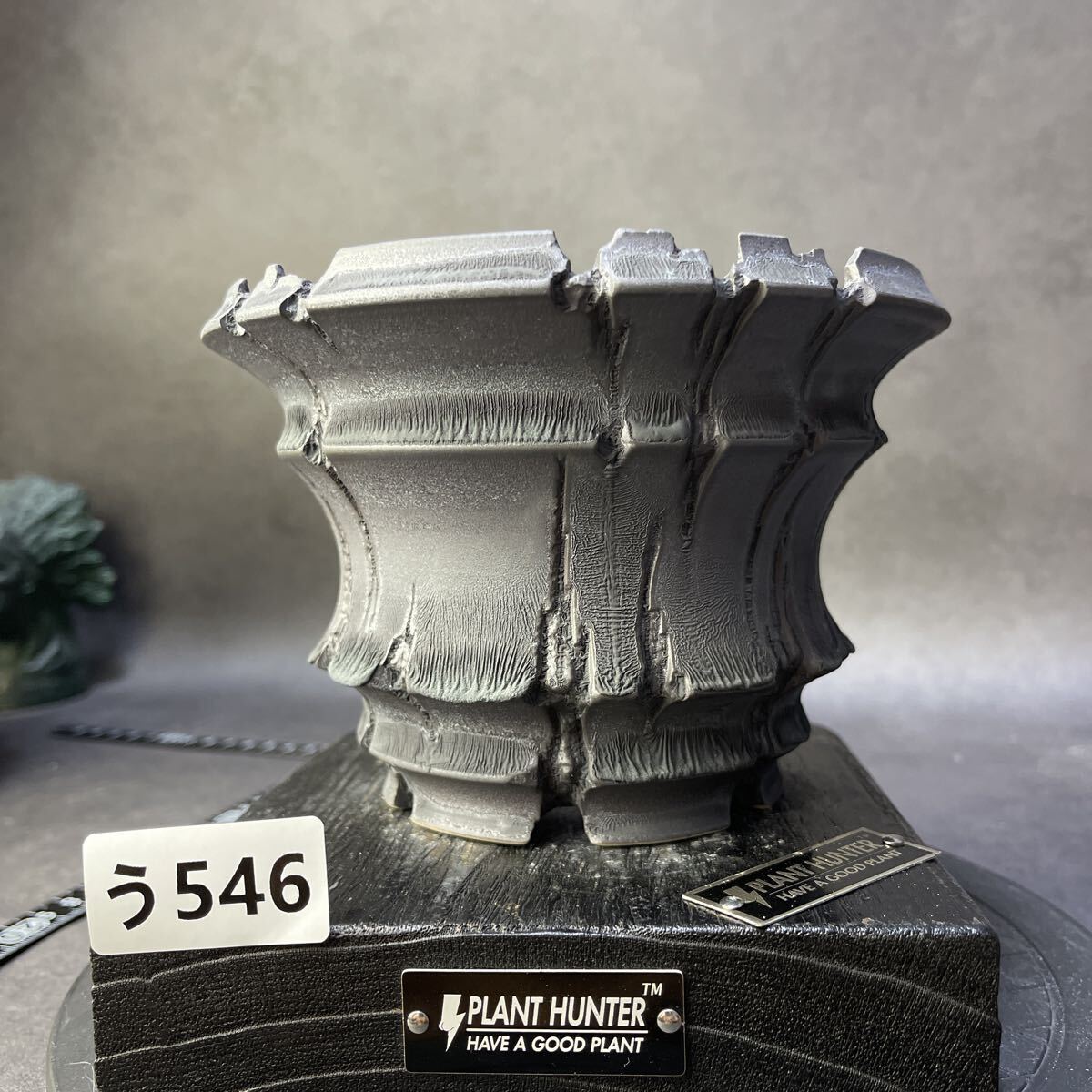 『大株ワイルド亀甲龍』 Yahoo!オークション -「亀甲竜」(花、園芸) の落札相場・落札価格