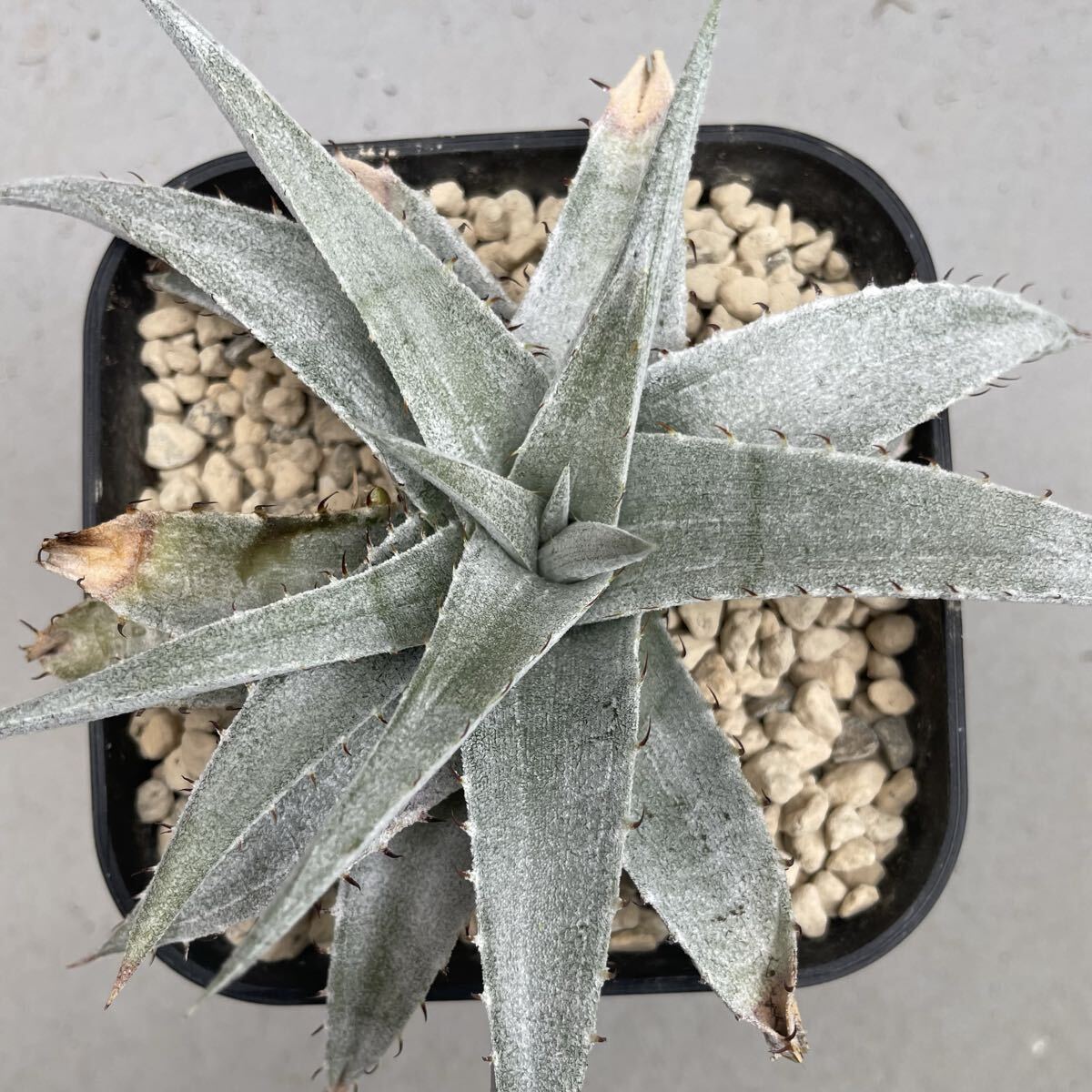 Yahoo!オークション -「dyckia ディッキア」の落札相場・落札価格