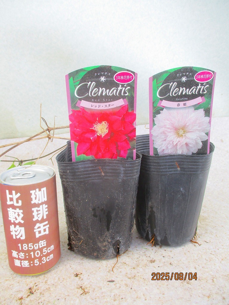 クレマチス苗　入手困難 ポットごと速達発送 クレマチス苗 入手困難 ポットごと速達発送 - メルカリ