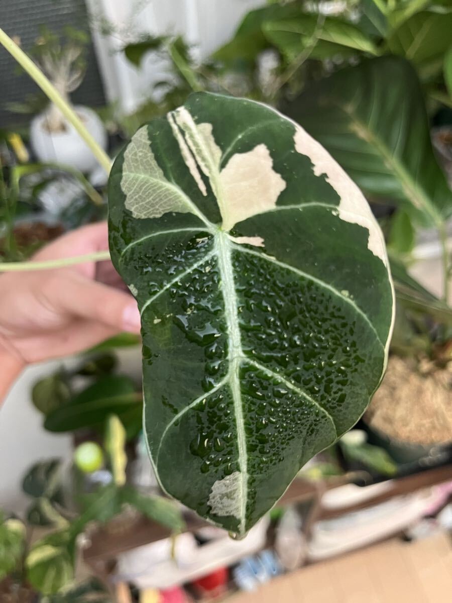 アロカシア　斑入り2点セット アロカシア 斑入り2点セット