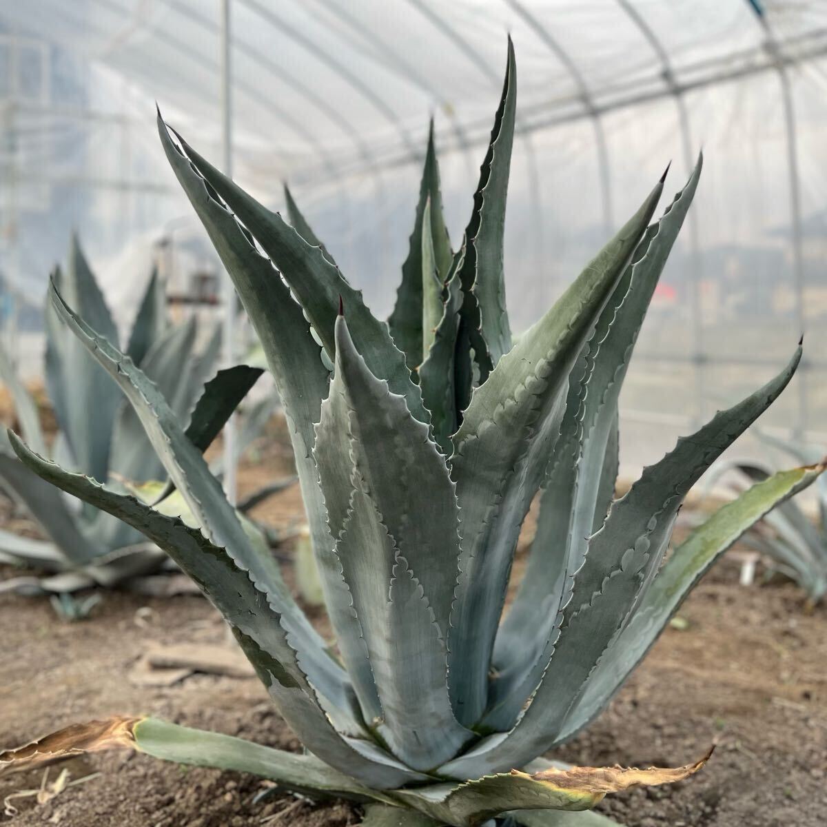 Yahoo!オークション -「アオノリュウゼツラン」の落札相場・落札価格