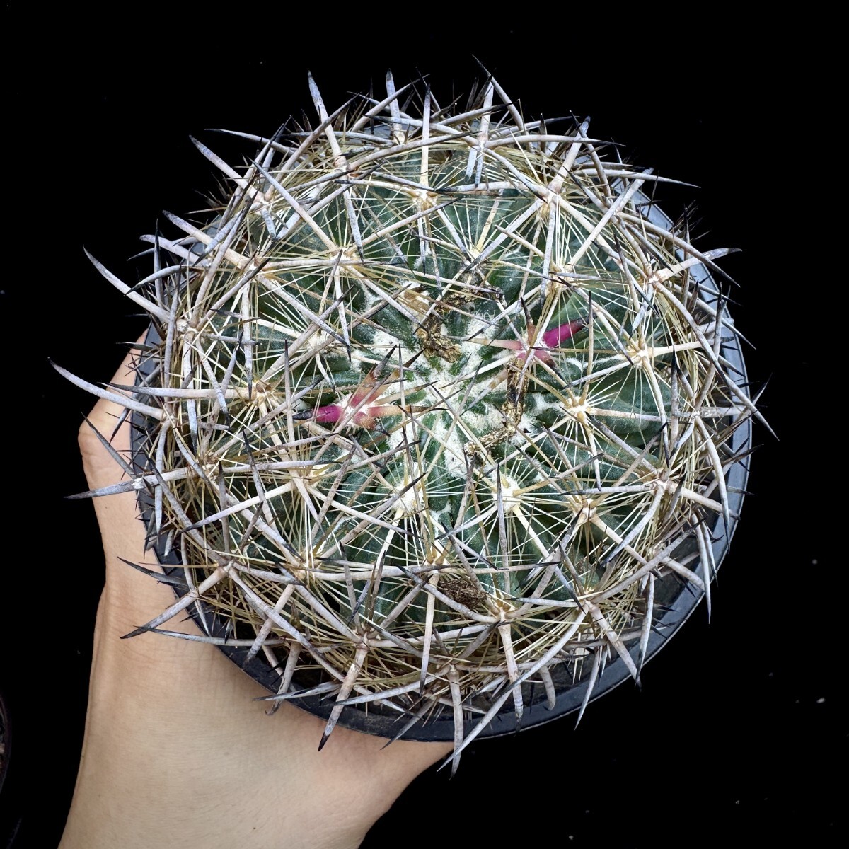 サボテン スクレロカクタス属 虎爪玉(実生苗です) 虎爪玉の渋い花 | さぼちゃんマイラブ