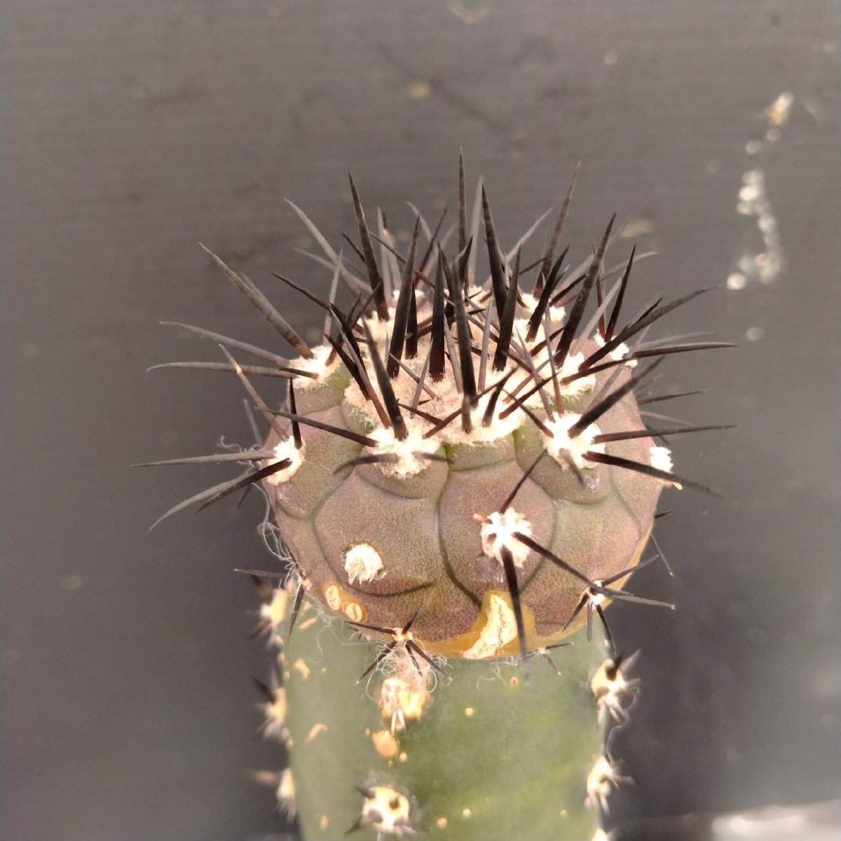 Yahoo!オークション -「黒王丸」(その他) (観葉植物)の落札相場