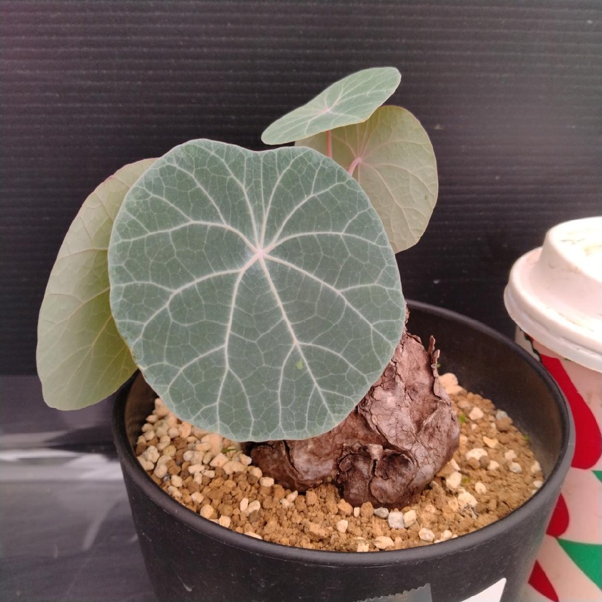 【極美株/塊根植物】ステファニア カウィーサキー　コレクション大株　発根済み 極美株/塊根植物】ステファニア カウィーサキー コレクション大