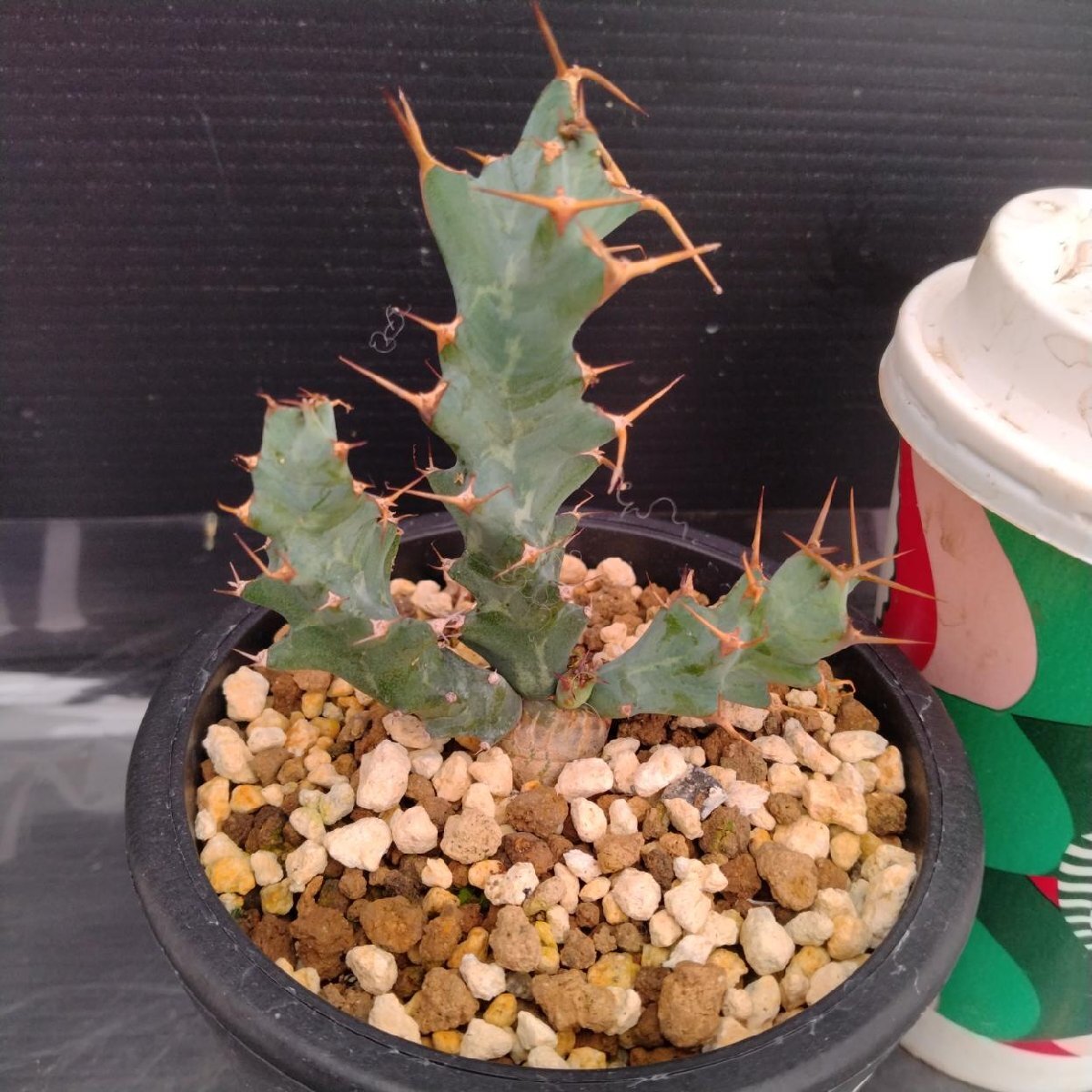 【希少美株】ユーフォルビアトルチラマ 実生 サボテン 多肉植物 塊根 Euphorbia tortirama ユーフォルビア トルチラマ 多肉植物